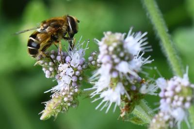 <i>Eristalis nemorum</i>