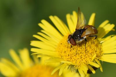 <i>Elomya lateralis</i>