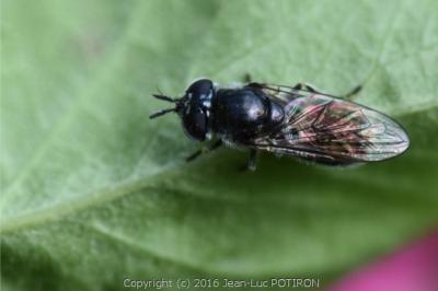 <i>Heringia heringi</i>