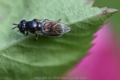 <i>Heringia heringi</i>