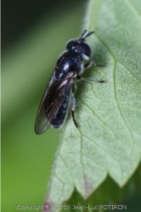 <i>Heringia heringi</i>