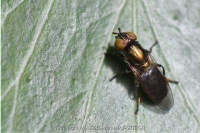 <i>Riponnensia splendens</i>
