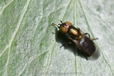 <i>Riponnensia splendens</i>