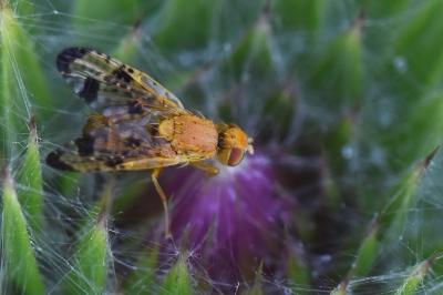 <i>Xyphosia miliaria</i>