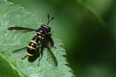 <i>Ceriana conopsoides</i>