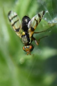 <i>Urophora cuspidata</i>