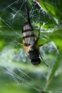 <i>Urophora cuspidata</i>