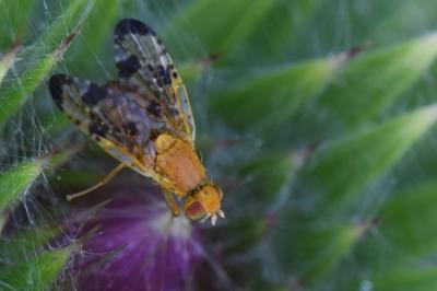 Xyphosia miliaria