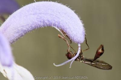 <i>Baccha elongata</i>
