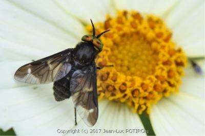 <i>Chrysops caecutiens</i>