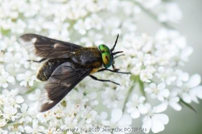 <i>Chrysops caecutiens</i>