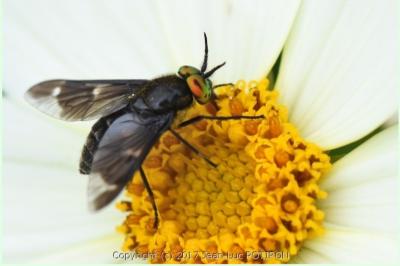<i>Chrysops caecutiens</i>