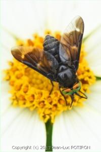 <i>Chrysops caecutiens</i>