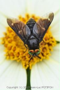 <i>Chrysops caecutiens</i>