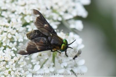 <i>Chrysops caecutiens</i>