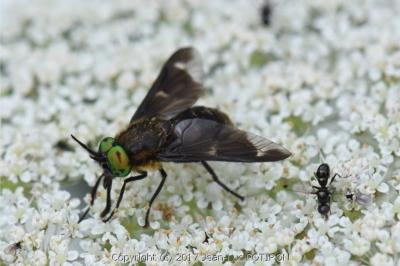 <i>Chrysops caecutiens</i>