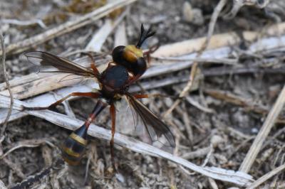 <i>Physocephala vittata</i>