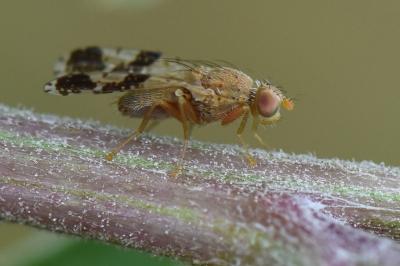 <i>Tephritis formosa</i>