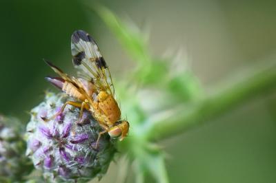 <i>Xyphosia miliaria</i>