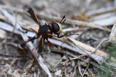 <i>Physocephala vittata</i>