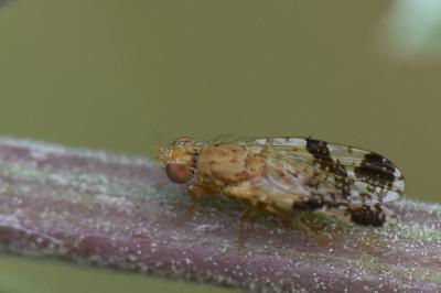 <i>Tephritis formosa</i>
