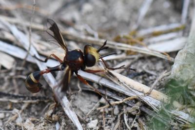 <i>Physocephala vittata</i>