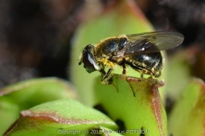<i>Cheilosia caerulescens</i>