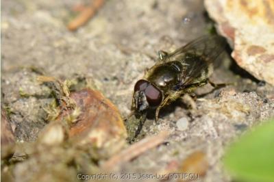 <i>Cheilosia caerulescens</i>