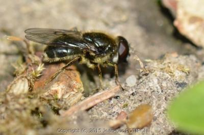 <i>Cheilosia caerulescens</i>