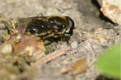 <i>Cheilosia caerulescens</i>