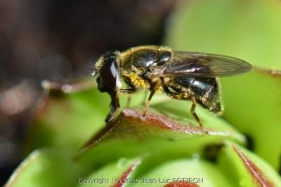 <i>Cheilosia caerulescens</i>