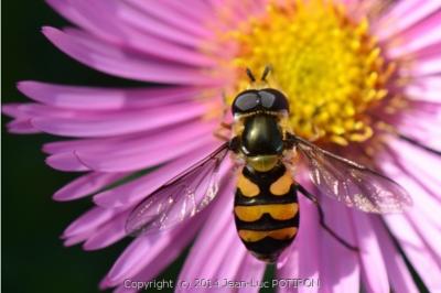 Didea fasciata