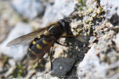<i>Parasyrphus punctulatus</i>