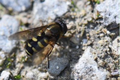 <i>Parasyrphus punctulatus</i>