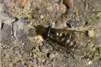 <i>Parasyrphus punctulatus</i>