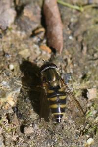 <i>Parasyrphus punctulatus</i>
