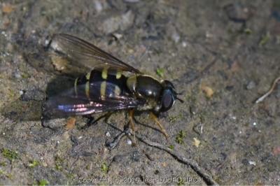 <i>Parasyrphus punctulatus</i>