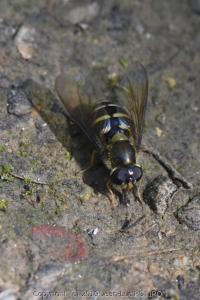 <i>Parasyrphus punctulatus</i>