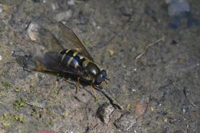 <i>Parasyrphus punctulatus</i>