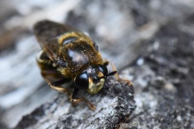 <i>Microdon analis/major</i>