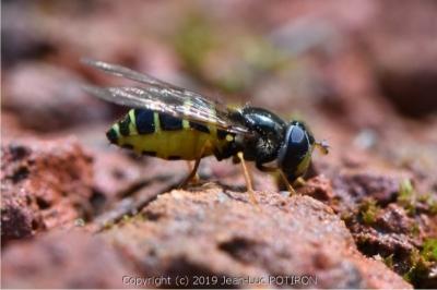 <i>Dasysyrphus venustus</i>