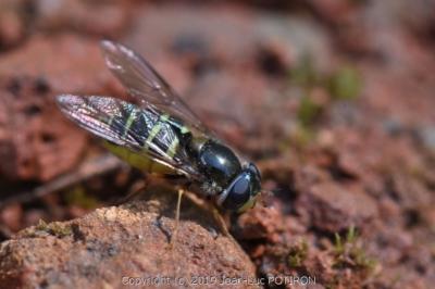 <i>Dasysyrphus venustus</i>