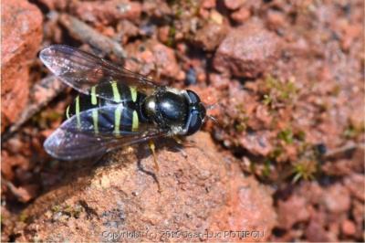 <i>Dasysyrphus venustus</i>