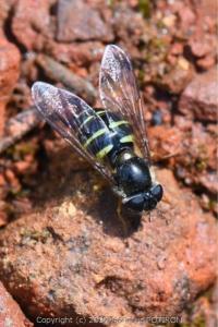 <i>Dasysyrphus venustus</i>