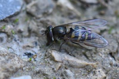 <i>Parasyrphus punctulatus</i>