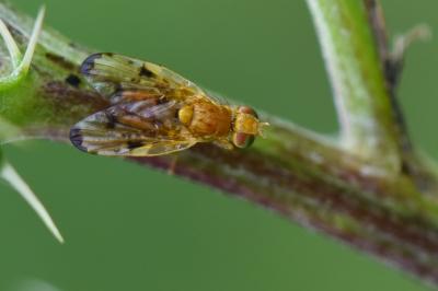 <i>Xyphosia miliaria</i>