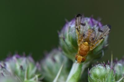 <i>Xyphosia miliaria</i>