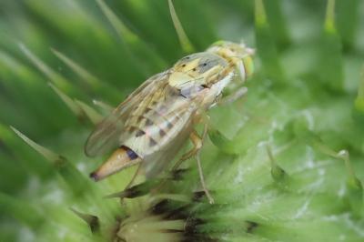 <i>Terellia serratulae</i>
