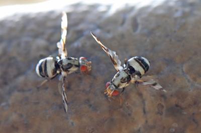 <i>Myennis octopunctata</i>