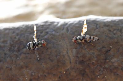 <i>Myennis octopunctata</i>